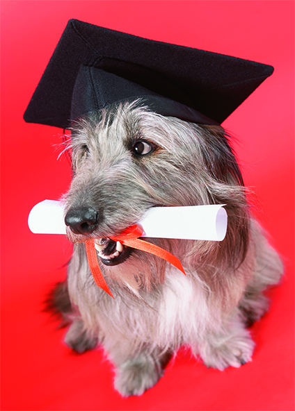 Graduation Card - Shaggy Dog with Diploma