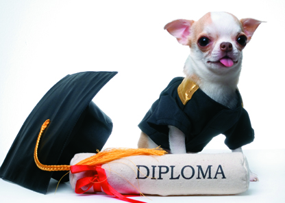 Graduation Card - Dog with Diploma
