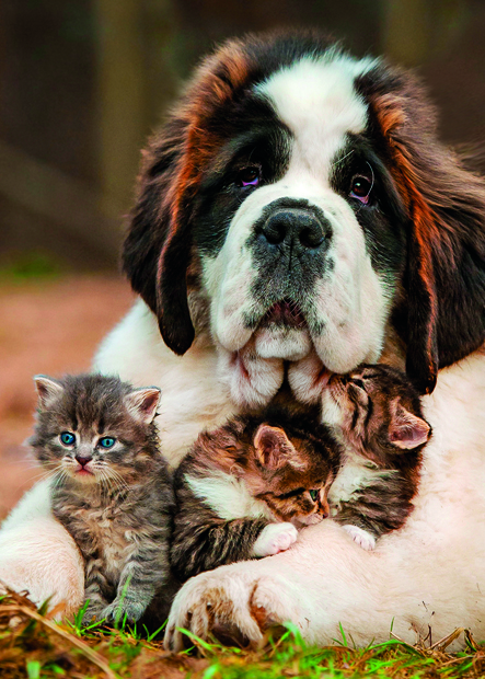 Saint Bernard and Kittens