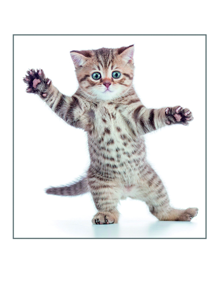 Dancing Kitten